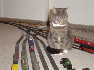 Modellbahn mit Katze